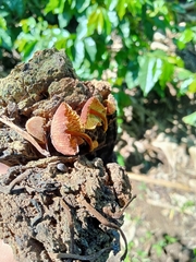 Heimiomyces tenuipes