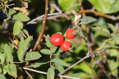 Rosa californica