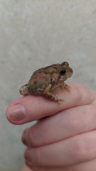 Anaxyrus americanus