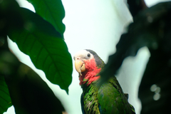 Amazona leucocephala