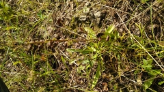 Epipactis atrorubens