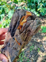 Heimiomyces tenuipes