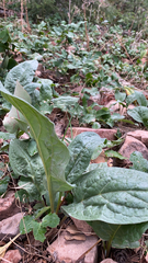 Cynoglossum officinale