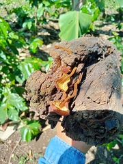 Heimiomyces tenuipes