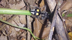 Hoplomutilla