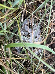 Anaxyrus boreas
