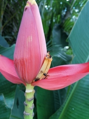 Trigona fulviventris