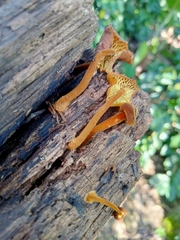 Heimiomyces tenuipes