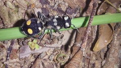 Hoplomutilla