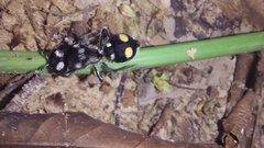 Hoplomutilla