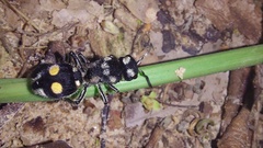 Hoplomutilla
