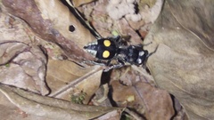 Hoplomutilla