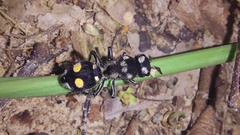 Hoplomutilla