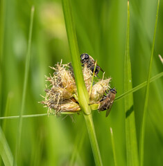 Polydontomyia curvipes