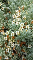 Nolana crassulifolia
