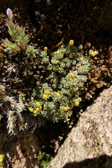 Draba oligosperma
