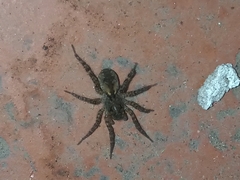 Paratrochosina amica