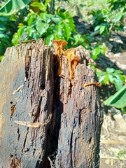 Heimiomyces tenuipes