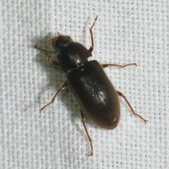 Pelonomus obscurus