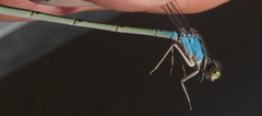 Pseudagrion coeleste