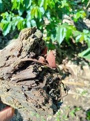 Heimiomyces tenuipes