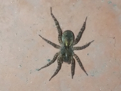 Paratrochosina amica
