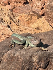 Crotaphytus collaris
