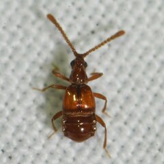 Pselaphinae