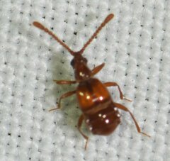 Pselaphinae