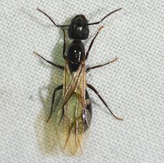 Camponotus sexguttatus