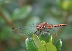 Sympetrum obtrusum