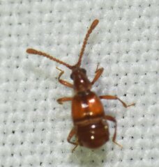Pselaphinae