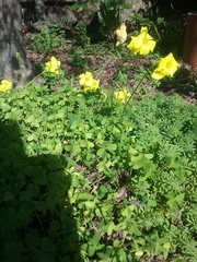 Oxalis pes-caprae