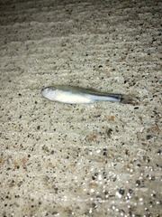 Notropis atherinoides