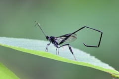 Pelecinus polyturator