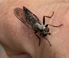 Neomochtherus willistoni