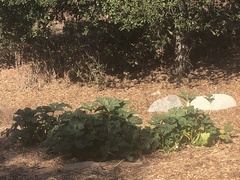 Cucurbita moschata