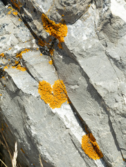 Xanthorioideae