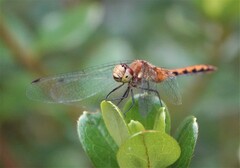 Sympetrum obtrusum