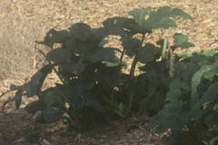 Cucurbita moschata