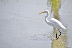 Ardea alba