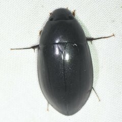 Hydrobiomorpha casta