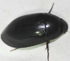 Hydrobiomorpha casta