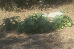 Cucurbita moschata