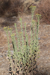 Heterotheca grandiflora