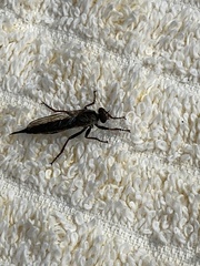 Neomochtherus willistoni