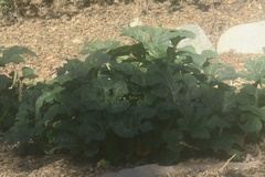 Cucurbita moschata