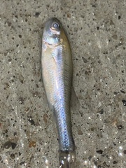 Notropis atherinoides