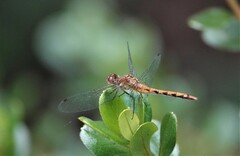 Sympetrum obtrusum