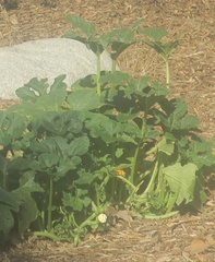 Cucurbita moschata